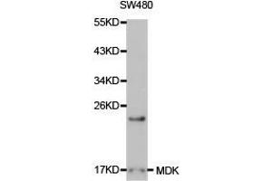 Western Blotting (WB) image for anti-Midkine (Neurite Growth-Promoting Factor 2) (MDK) antibody (ABIN1873672) (Midkine anticorps)
