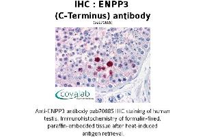 Image no. 2 for anti-Ectonucleotide pyrophosphatase/phosphodiesterase 3 (ENPP3) (C-Term) antibody (ABIN1734046) (ENPP3 anticorps  (C-Term))