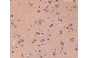 Used in DAB staining on fromalin fixed paraffin- embedded brain tissue (XPO5 anticorps  (AA 2-180))