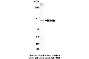 Image no. 1 for anti-Solute Carrier Family 9 (Sodium/hydrogen Exchanger), Member 8 (SLC9A8) (C-Term) antibody (ABIN363254) (NHE8 anticorps  (C-Term))