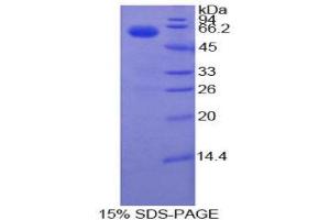 SDS-PAGE (SDS) image for Coagulation Factor VII (F7) (AA 193-447) protein (His tag,GST tag) (ABIN1877814) (Factor VII Protein (AA 193-447) (His tag,GST tag))