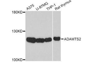 Western blot analysis of extracts of various cell lines, using ADAMTS2 Antibody. (Adamts2 anticorps)