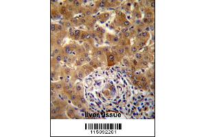 PHF17 Antibody immunohistochemistry analysis in formalin fixed and paraffin embedded human liver tissue followed by peroxidase conjugation of the secondary antibody and DAB staining. (PHF17 anticorps  (N-Term))