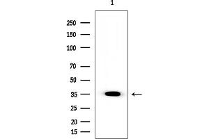 Western blot analysis of lysates from Rat brain, using C/EBP alpha Mouse Monoclonal Antibody at 1/1000 dilution.