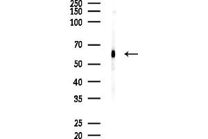 Western blot analysis of lysates from Mouse brain, using TOM1L2 Antibody at 1/1000 dilution.