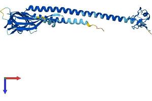 AlphaFold protein structure predicition of Mouse Recombinant Mul1 Protein, UniprotID Q8VCM5