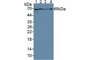 Figure. (CD55 anticorps  (AA 254-372))