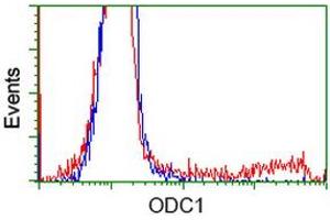 Image no. 4 for anti-Ornithine Decarboxylase 1 (ODC1) antibody (ABIN1499910)