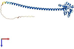 AlphaFold protein structure predicition of Human Recombinant CLEC12B Protein, UniprotID Q2HXU8