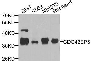 Western blot analysis of extracts of various cells, using CDC42EP3 antibody. (CDC42EP3 anticorps)