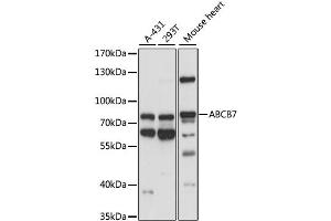 Western blot analysis of extracts of various cell lines, using ABCB7 antibody. (ABCB7 anticorps)