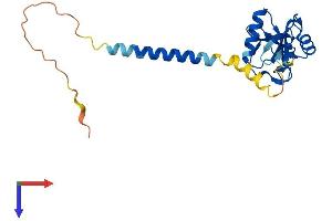 AlphaFold protein structure predicition of Mouse Recombinant Klrb1 Protein, UniprotID Q0ZUP1