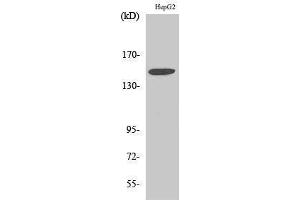 Western Blotting (WB) image for anti-Integrin, alpha 3 (ITGA3) (Internal Region) antibody (ABIN3185196) (ITGA3 anticorps  (Internal Region))
