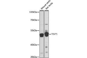 Western blot analysis of extracts of various cell lines, using TEKT1 antibody (ABIN7270759) at 1:1000 dilution. (TEKT1 anticorps  (AA 1-300))