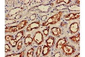 Immunohistochemistry of paraffin-embedded human kidney tissue using ABIN7156336 at dilution of 1:100