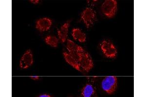 Confocal immunofluorescence analysis of U2OS cells using TEFM Polyclonal Antibody at dilution of 1:100. (TEFM anticorps)