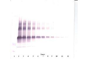 Image no. 1 for anti-Nephroblastoma Overexpressed (NOV) antibody (ABIN465355) (NOV anticorps)