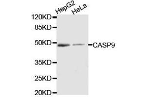 Western Blotting (WB) image for anti-Caspase 9, Apoptosis-Related Cysteine Peptidase (CASP9) antibody (ABIN1871476) (Caspase 9 anticorps)