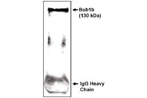 Image no. 1 for anti-Budding Uninhibited By Benzimidazoles 1 Homolog beta (Yeast) (BUB1B) (C-Term) antibody (ABIN265006) (BUB1B anticorps  (C-Term))