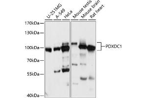 Western blot analysis of extracts of various cell lines, using PDXDC1 antibody (ABIN7269759) at 1:1000 dilution. (PDXDC1 anticorps  (AA 489-788))