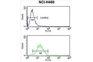 CCNB1IP1 Antibody (C-term) flow cytometry analysis of NCI-H460 cells (bottom histogram) compared to a negative control cell (top histogram). (CCNB1IP1 anticorps  (C-Term))