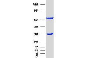 Validation with Western Blot