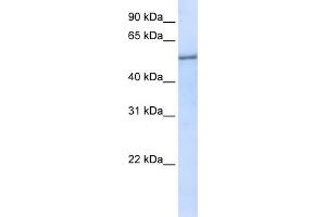 WB Suggested Anti-EIF2S3 Antibody Titration:  0. (EIF2S3 anticorps  (N-Term))