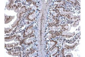 IHC-P Image U2AF35 antibody detects U2AF35 protein at nucleus on mouse intestine by immunohistochemical analysis. (U2AF1 anticorps)
