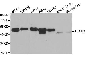 Western blot analysis of extracts of various cell lines, using ATXN3 antibody. (Ataxin 3 anticorps)