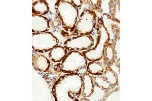 Immunohistochemical analysis of paraffin-embedded H.