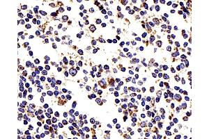 Immunohistochemistry analysis of paraffin-embedded human tonsil using COX4I1 Polyclonal Antibody at dilution of 1:200. (COX IV anticorps)