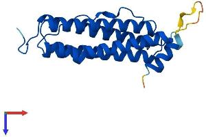 Ferritin, Light Polypeptide (FTL) (AA 1-183) protein (His tag)
