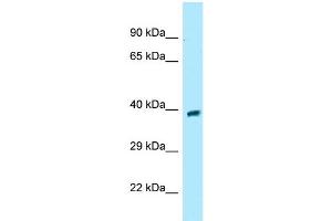 WB Suggested Anti-GPR68 Antibody Titration: 1.