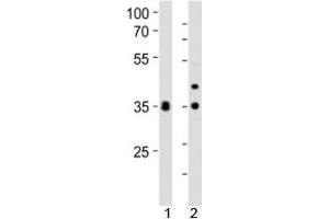 Western blot analysis of lysate from 1) human HeLa and 2) mouse NIH3T3 cell line using WDR5 antibody at 1:1000. (WDR5 anticorps  (C-Term))