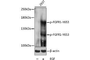 Western blot analysis of extracts of 293T cells, using Phospho-FGFR1-Y653 pAb (ABIN3023540, ABIN3023541, ABIN3023542 and ABIN6225396) at 1:1000 dilution. (FGFR1 anticorps  (pTyr653))
