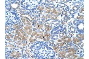 Image no. 1 for anti-Defective in Cullin Neddylation 1, Domain Containing 1 (DCUN1D1) (AA 31-80) antibody (ABIN6736642)