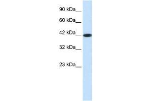 WB Suggested Anti-SSTR4 Antibody Titration: 0. (SSTR4 anticorps  (Middle Region))