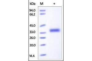 SDS-PAGE (SDS) image for Interleukin 2 Receptor, beta (IL2RB) (AA 27-239) protein (His tag) (ABIN6559943)