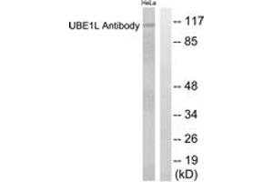 anti-Ubiquitin-Like Modifier Activating Enzyme 7 (UBA7) (AA 963-1012) antibody
