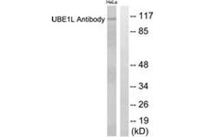 Western blot analysis of extracts from HeLa cells, using UBE1L Antibody. (UBA7 anticorps  (AA 963-1012))