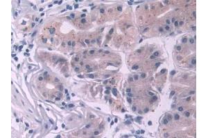 DAB staining on IHC-P; Samples: Human Stomach Tissue (NOTCH2NL anticorps  (AA 1-236))