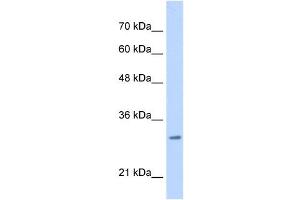 MLF2 antibody used at 0. (MLF2 anticorps  (C-Term))