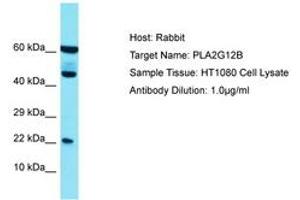 Image no. 1 for anti-Phospholipase A2, Group XIIB (PLA2G12B) (N-Term) antibody (ABIN6750703)