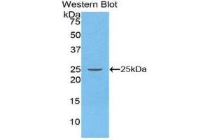 Western Blotting (WB) image for anti-Stromal Cell Derived Factor 2 (SDF2) (AA 19-211) antibody (ABIN1860506) (SDF2 anticorps  (AA 19-211))