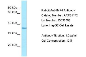 Western Blotting (WB) image for anti-IMP4, U3 Small Nucleolar Ribonucleoprotein (IMP4) (C-Term) antibody (ABIN2790066) (IMP4 anticorps  (C-Term))