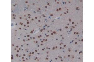 IHC-P analysis of Mouse Tissue, with DAB staining. (NR1I2 anticorps  (AA 205-390))