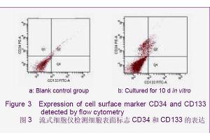 Expression of cell surface marker CD34 and CD133 detected by flow cytometry (CD34 anticorps  (AA 201-300))