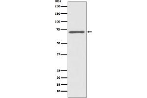 Western blot analysis of Raf1 expression in HeLa cell lysate. (Recombinant RAF1 anticorps)