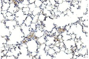 Immunohistochemical analysis of paraffin-embedded mouse lung section using GREMLIN Antibody (C-term) (ABIN390078 and ABIN2840598).