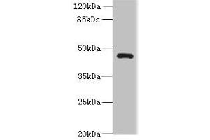 Western blot All lanes: VAT1L antibody at 0. (VAT1L anticorps  (AA 1-419))